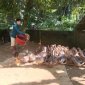 Thanh Hóa: Thương hiệu vịt Cổ Lũng giúp người dân vùng Bá Thước nâng cao thu nhập