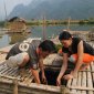 Bá Thước phát triển nghề nuôi cá lồng trên lòng hồ thủy điện